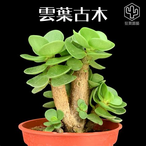 大葉植物 風水|大葉植物風水指南：聚財擋煞，家運亨通 